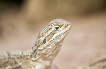 Portrait of a lizard. Close-up of the reptile.
