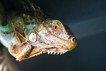 Portrait of a lizard. Close-up of the reptile.
