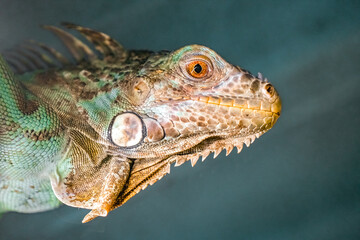 Portrait of a lizard. Close-up of the reptile.
