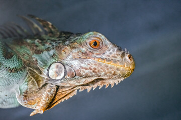 Portrait of a lizard. Close-up of the reptile. Iguana.
