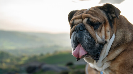 portrait of Red English British Bulldog Dog sitting on top of mountains at sunset	