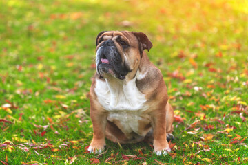 Fototapeta premium Red English British Bulldog Dog sitting on grass on autumn sunny day toned image