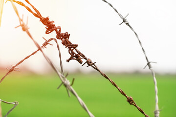 razor barbed wire and grass field border line control 