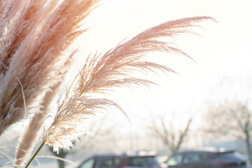 pampas grass against sunny sky