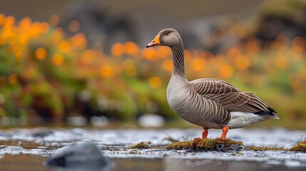 The Greylag goose is prevalent in the wetlands of Iceland's lowlands.