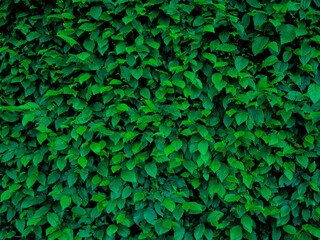 Close up green leaves texture and abstract background., Nature concept., dark tone.