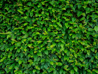 Close up green leaves texture and abstract background., Nature concept., dark tone.