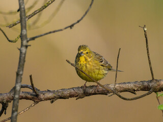 A Yellowhammer sitting on a small branch
