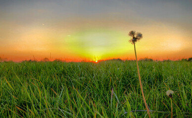 A serene sunset over a lush green field with a solitary dandelion, capturing a peaceful natural...