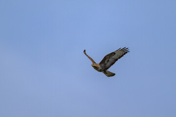 A Common Buzzard flying on a sunny day
