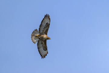 A Common Buzzard flying on a sunny day