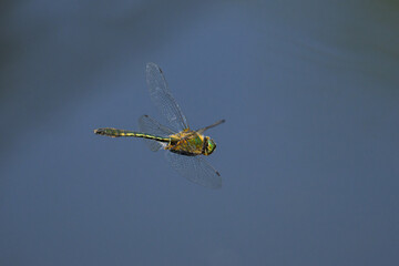 A Downy Emerald dragonfly flying over water
