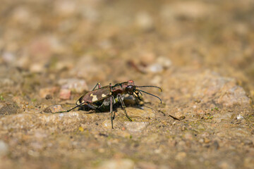 A small tiger beetle running on he ground