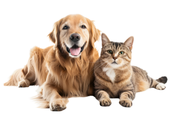 Portrait of Happy dog and cat that looking at the camera together, transparent background, png