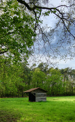 A small wooden shack in a lush green forest clearing with a cloudy sky above is tranquil and picturesque in nature