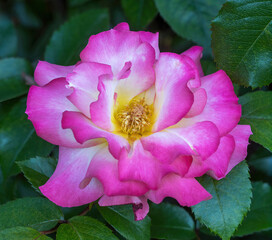 'Miss Congeniality' Grandiflora Rose in Bloom. San Jose Municipal Rose Garden, San Jose,...