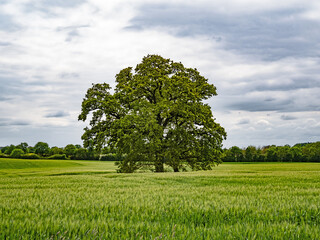Eine mächtige Eiche (Quercus) steht in einem Feld mit Gerste in Schleswig-Holstein, Deutschland