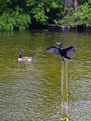 Kormoran (Phalacrocorax carbo) und Weißwangengans (Branta leucopsis) tummeln sich in einem See in Schleswig-Holstein, Deutschland