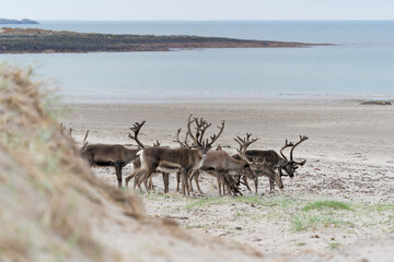 A flock of reindeers on a sandy beach, Varanger Peninsula, Norway            