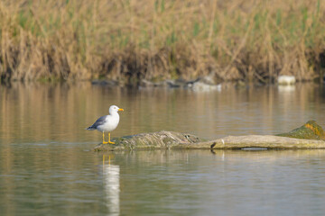 A Yellow legged Gull standing in a river