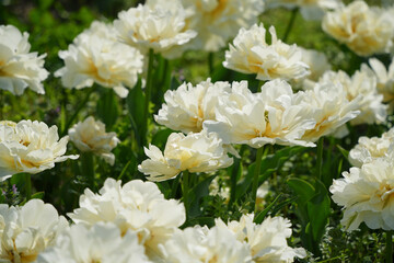 八重咲きのチューリップの美
