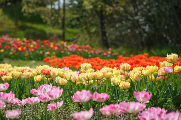 鮮やかな色彩のチューリップ
