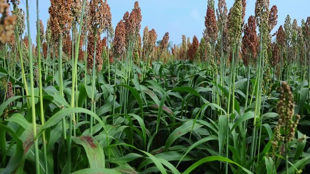 Close-Up of Red Sorghum in the Farmland
