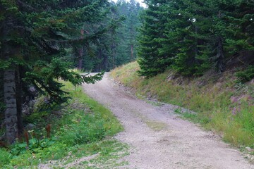 Obraz premium Soil path at pine forest in Aladaglar Mountain, Bolu, Turkey. Beautiful nature view.