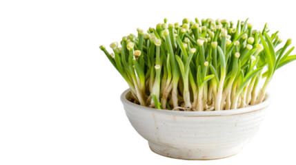 A white bowl filled with lush green plants sits atop a clean white table
