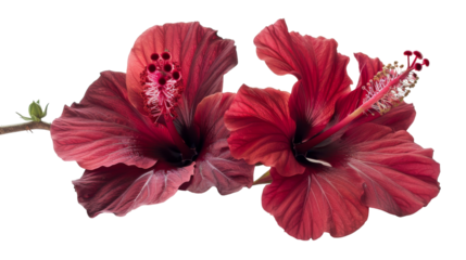 Two vibrant red flowers stand out against a clean white background