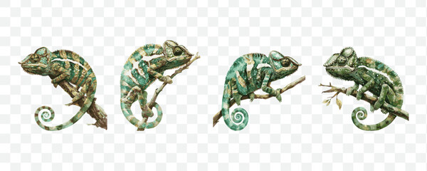 Chameleon watercolor transparent isolated vector © Kiki