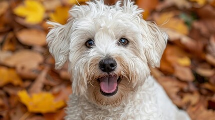  A tight shot of a small white dog with its mouth agape, tongue extended, and wide-eyed before a mound of leaves