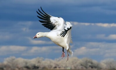 a snow goose coming in for landing over  a corn field in  his winter habitat of bernardo state wildlife refuge near socorro, new mexico
