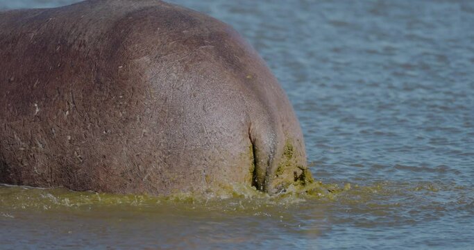 Slow motion close-up cropped view.  Hippopotamus defecating in a river in the Okavango Delta.  
