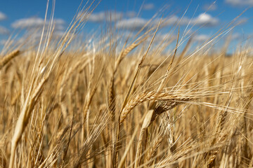 Beautiful landscape with field of ripe rye and blue summer sky.