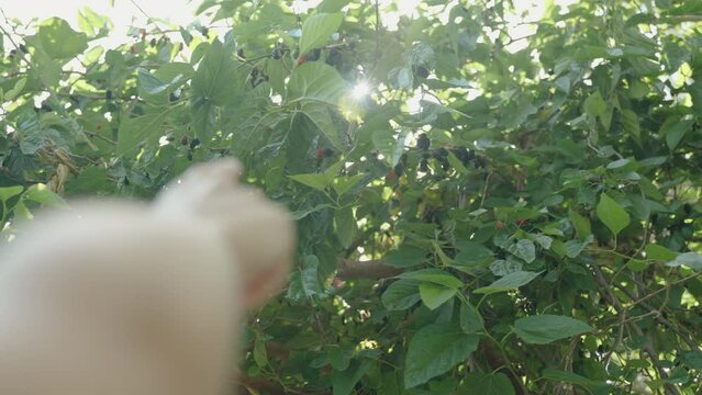Woman's Hand Points to Ripe Mulberries High on the Tree. Sunlight Through the Branches.
