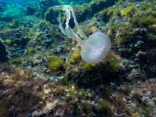 Pelagia noctiluca is a jellyfish in the family Pelagiidae also know as the mauve stinger, floating over the Mediterranean sea bottom