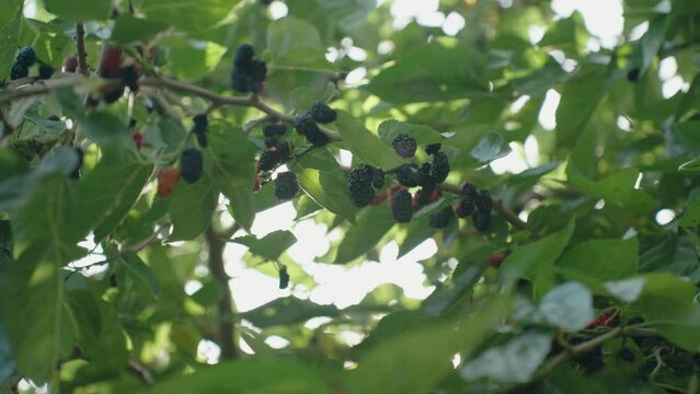 Numerous Mulberries Scattered Across the Branches of the Tree Amidst Dense Foliage.