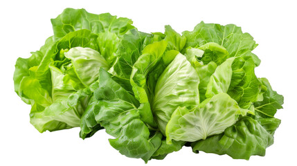 A cluster of vibrant, crisp green butter lettuce leaves, freshly harvested, lies neatly arranged on a plain white background