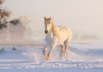 a white horse was running, on a snowdrift