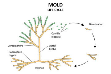 Mold life cycle. The structure of mold. Diagram. © Marina