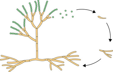 Mold life cycle. The structure of mold.