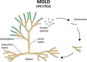 Mold life cycle. The structure of mold. Diagram.