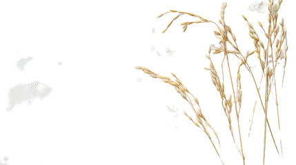 Obraz premium Dense cluster of tall grass blades, close-up view showcasing their texture and height