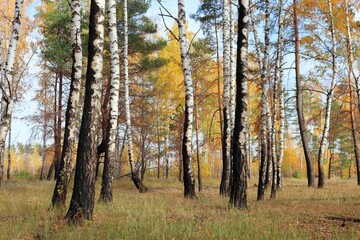 Charred woods after fire. Burned birch and pine trees in fall. Scorched fire-damaged forest with dry grass and blue sky.