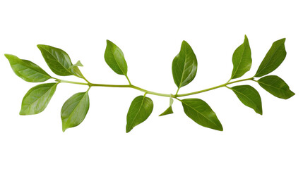 Fototapeta premium A close-up view of a tree branch covered in lush green leaves