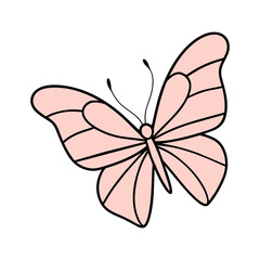 butterfly on white background