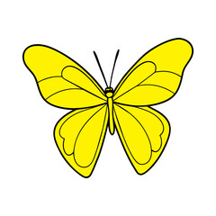 butterfly on white background