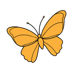 butterfly on white background