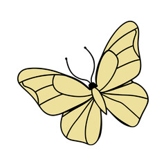 butterfly on white background